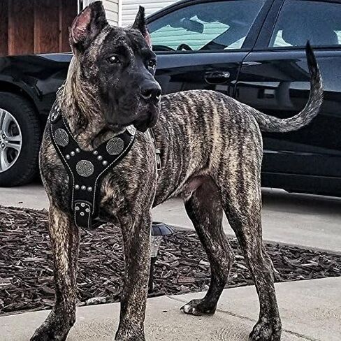 Bestia Maximus Silver Big Dog Leather Harness in Saudi Arabia