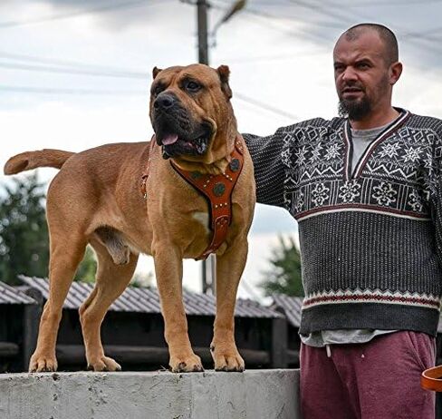 Bestia Maximus Silver Big Dog Leather Harness in Saudi Arabia