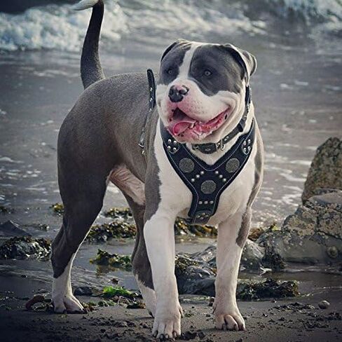 Bestia Maximus Silver Big Dog Leather Harness in Saudi Arabia