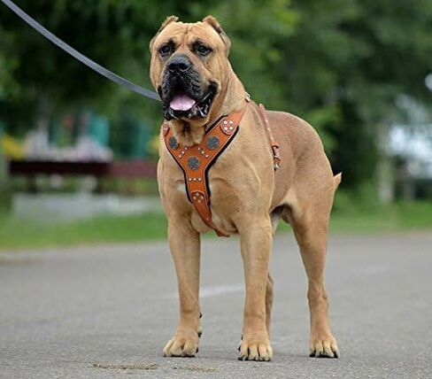 Bestia Maximus Silver Big Dog Leather Harness in Saudi Arabia