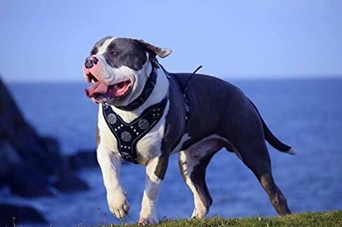 Bestia Maximus Silver Big Dog Leather Harness in Saudi Arabia