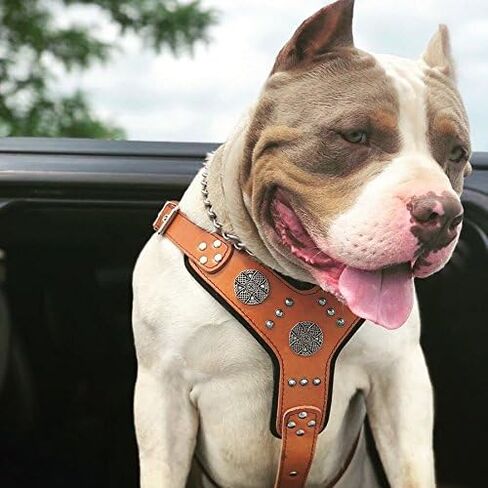 Bestia Maximus Silver Big Dog Leather Harness in Saudi Arabia