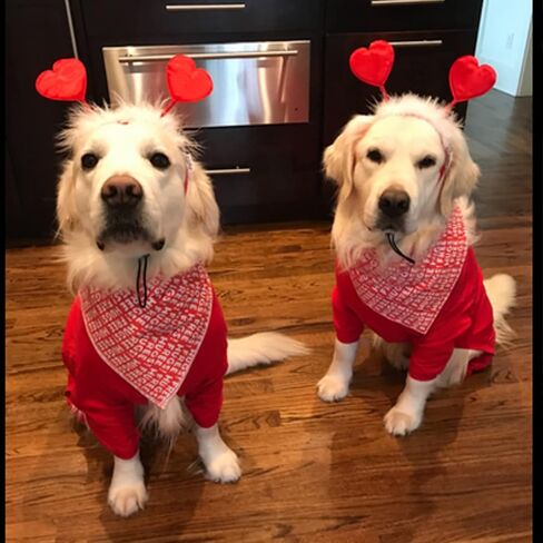 زي تنكري للكلاب لعيد الحب من اوسيجوبيك، شريط راس على شكل قلب للحيوانات الاليفة للكلاب والقطط، لوازم عيد الحب in Kuwait
