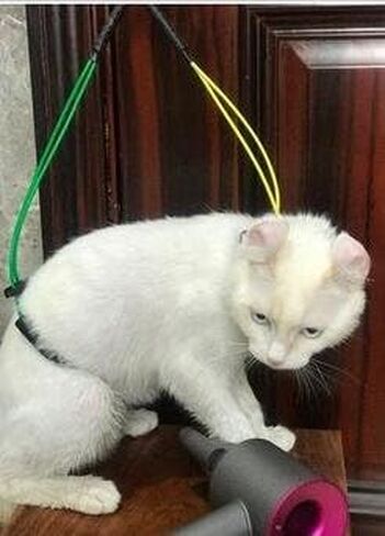 No Sit Haunch Holder Dog Grooming Harness Leash Loop for Medium/Large Dogs Pet in Kuwait