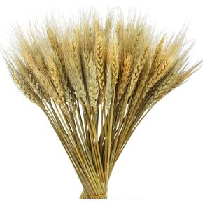 CISDUEO 100 Pcs Dried Wheat Stalks Bundle Grass Natural Green Dried Wheat Sheaves Stems Dried Flowers Arrangement Bouquet for Wedding Party Table Centerpiece Harvest Wreath Boho Decor Farmhouse DIY