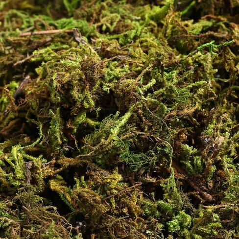 جارنيك 60 جم ​​من الطحالب الاصطناعية، نباتات صناعية طحالب وهمية محفوظة محاكاة نباتات خضراء طحالب صناعية نابضة بالحياة لتزيين فناء الحديقة in Kuwait