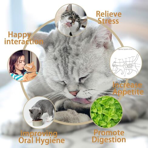 MEMOVAN Catnip Ball for Cats Wall 4 Pack Catnip Toys Edible Kitty Toys for Cat Lick Silvervine Balls Kitten Chew Toy Teeth Cleaning Dental Cat Toy Cat Wall Treats Increase Appetite Relieve Cat in Kuwait