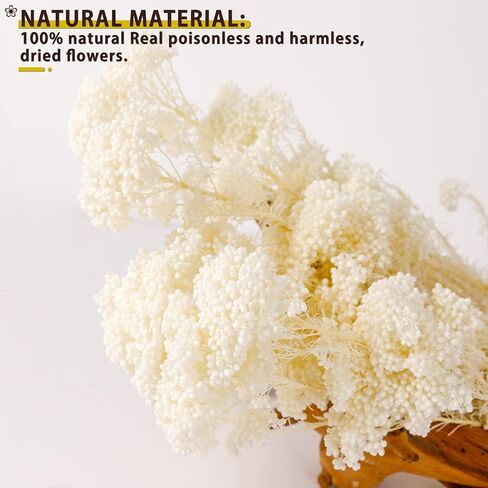 MIHUAGE Dried Flower Mihua Flower 2 Bundle 17inch in Kuwait