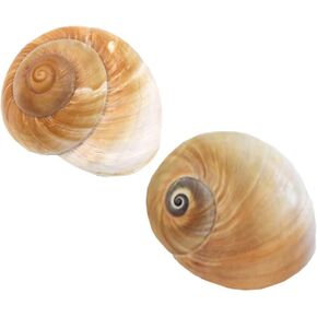 2 PC Large Hermit Crab Shells,Muffin Snail Shells,Large Whale Eye Sea Shells(2.8~3.5 Inch) in Kuwait