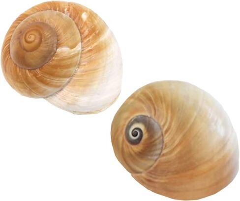 2 PC Large Hermit Crab Shells,Muffin Snail Shells,Large Whale Eye Sea Shells(2.8~3.5 Inch) in Kuwait