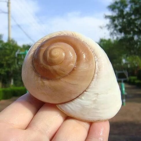 2 PC Large Hermit Crab Shells,Muffin Snail Shells,Large Whale Eye Sea Shells(2.8~3.5 Inch) in Kuwait