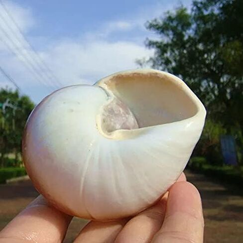 2 PC Large Hermit Crab Shells,Muffin Snail Shells,Large Whale Eye Sea Shells(2.8~3.5 Inch) in Kuwait