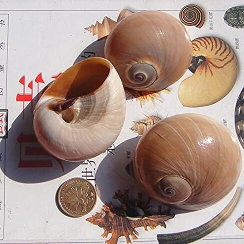 2 PC Large Hermit Crab Shells,Muffin Snail Shells,Large Whale Eye Sea Shells(2.8~3.5 Inch) in Kuwait