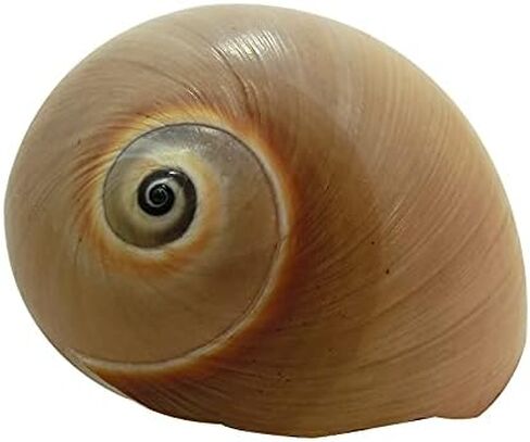 2 PC Large Hermit Crab Shells,Muffin Snail Shells,Large Whale Eye Sea Shells(2.8~3.5 Inch) in Kuwait