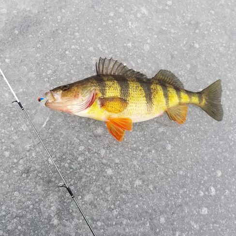 BASSDASH Tungsten Ice Fishing Jigs with Glowing Paint Fishing Lures for Winter Ice Jigging Crappie Bluegill, 6-Pack in Saudi Arabia