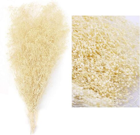 حزم زهرة الجبسوفيلا المجففة من MIHUAGE، نفس الطفل الطبيعي لترتيبات الزفاف DIY ديكورات المنزل 17 بوصة 3 أونصة من الزهور المجففة المحفوظة (أبيض) in Kuwait