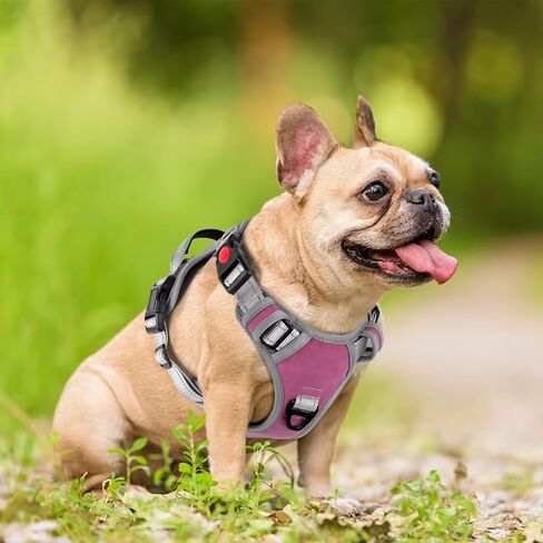صدرية للكلاب متوسطة الحجم من ديدوج، سرج عاكس وسهل المشي مع مقبض، حزام شبكي ناعم ومسامي للكلاب مع مشابك أمامية للمشي للكلاب الكبيرة، مقاس L، أرجواني in Kuwait