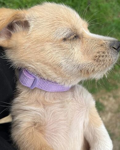 Petank Airtag Dog Collar for Small Medium Large Dogs, Soft Padded Dog Collars with Silicone Air Tag Device, Air Tag Dog Collar, Girl Dog Collars, Pink Dog Collar. (S, Purple) in Saudi Arabia