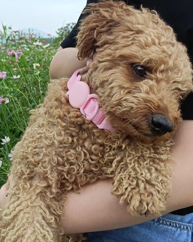 Petank Airtag Dog Collar for Small Medium Large Dogs, Soft Padded Dog Collars with Silicone Air Tag Device, Air Tag Dog Collar, Girl Dog Collars, Pink Dog Collar. (S, Purple) in Saudi Arabia