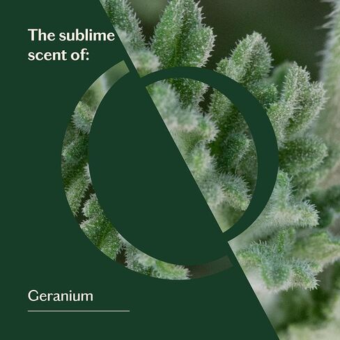 LIVEDROPS 24/7 مزيج زيت الفانيليا ذو الشعور الجيد - رائحة الفانيليا الدافئة - مصنوع في فرنسا - نقي وطبيعي - علاج عطري - مخفف في زيت ناقل للبشرة أو استخدمه في موزع الروائح in Kuwait