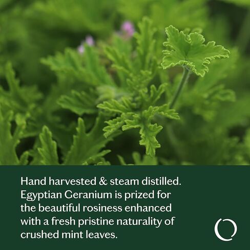 LIVEDROPS 24/7 مزيج زيت الفانيليا ذو الشعور الجيد - رائحة الفانيليا الدافئة - مصنوع في فرنسا - نقي وطبيعي - علاج عطري - مخفف في زيت ناقل للبشرة أو استخدمه في موزع الروائح in Kuwait