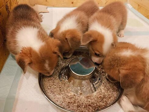 PetierWeit [3 PCS] Puppy Dog Food and Water Bowl with Raised Center Stainless Steel Diameter:11.4in/29 cm - Suitable for Small/Medium/Large Dogs in Kuwait