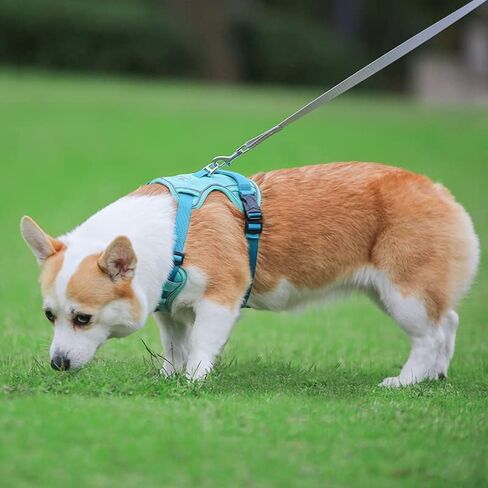 ايتل سرج خفيف الوزن مانع للسحب للمشي في الهواء الطلق - سترة مبطنة شبكية ناعمة وجيدة التهوية لجميع الاحوال الجوية، سرج امان للحيوانات الاليفة قابل للتعديل للكلاب المتوسطة والكبيرة الحجم، ازرق، M in Kuwait