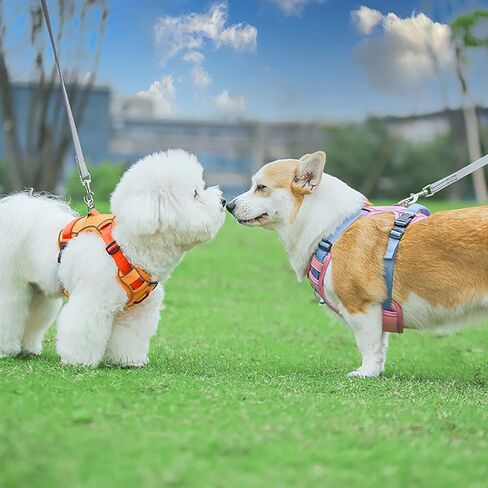 ايتل سرج متين مقاوم للماء للكلاب - مستلزمات الحيوانات الاليفة، سرج كلاب قابل للتعديل للمغامرات الخارجية مع شرائط عاكسة ومقبض ناعم سهل التحكم للكلاب الكبيرة والكبيرة جدًا، برتقالي مقاس L in Kuwait