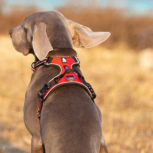 WINHYEPET True Love No Pull Dog Harness Extra Reflective Pet Harness for Small Medium Large Dogs Adjustbale for Running Walking Padded Soft Mesh Vest Easy Control TLH56512(Fushcia,M) in Saudi Arabia