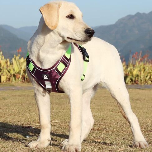 TDTOK الكلب تسخير للكلاب الصغيرة والمتوسطة الكبيرة، عاكس لا سحب الكلب يسخر مع مقبض، دائم لا خنق مشبك الجبهة النايلون الكلب تسخير مع شبكة الهواء تنفس مبطن مشبك الإفراج السريع in Kuwait