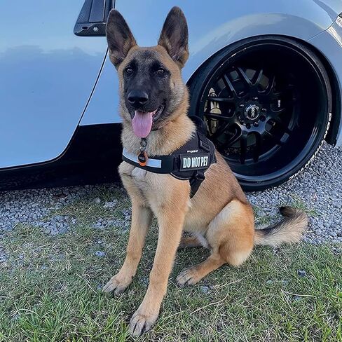 Jegtew Dog Patches, Dog Collar Vest Patches, Reflective and Removable Dog Tags, Tactical Dog Vest Patches for Service Vest Dog Harness in Kuwait