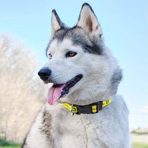 Pets First John Deere Pet Collar. Licensed Dog Collar, Large Collar for Pets. A Shiny & Colorful Cat Collar & Dog Collar Licensed by John Deere for All Farmers, Contractors, Team Color (JOD-3588-LG) in Saudi Arabia