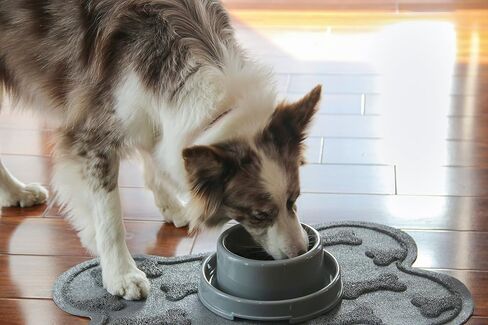 وعاء الكلب PetLike Ants Away، غير قابل للانزلاق، مادة PP FDA، خفيف الوزن، قابل للحمل، سعة 24oz، مناسب للعديد من الحيوانات الأليفة in Kuwait