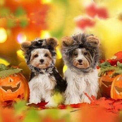 زي تنكري للكلاب للهالوين والكريسماس والحفلات التنكرية للكلاب الصغيرة والمتوسطة والكبيرة (شعر ليون، مقاس S) in Kuwait