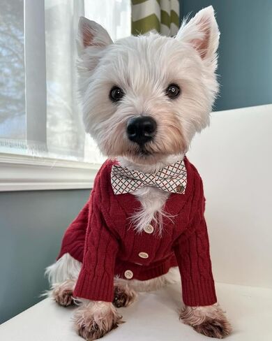 Fitwarm Dog Cardigan Sweater, Knitted Dog Winter Clothes for Small Dogs Girl Boy, Pet Cat Outfit, Burgundy Red, Medium in Saudi Arabia