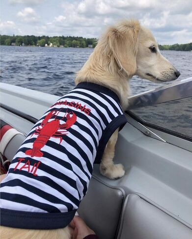 Parisian Pet Lobster Tee Dog Clothes Tee T-Shirt, M in Saudi Arabia