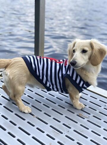 Parisian Pet Lobster Tee Dog Clothes Tee T-Shirt, M in Saudi Arabia