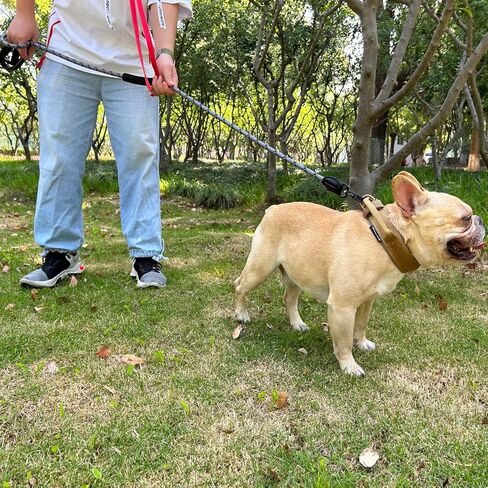 مقود أنالوفيك للكلاب مزود بإبزيم سريع التحرير، ومقود تدريب للكلاب، ومقود للكلاب مزود بمشبك ضفدع دوار، ومقبضين للتحكم الناعم، وخيوط عاكسة. (أسود، لام) in Kuwait
