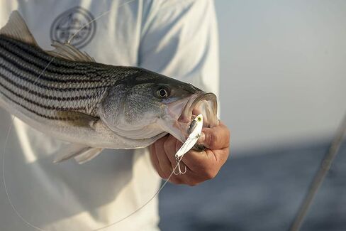 SteelShad - Mini Series (1/4 oz) - 2 Pack - Lipless Crankbait for Freshwater Fishing - Perfect for Ice Fishing, Pan Fishing, Crappie, Walleye and Bass in Saudi Arabia