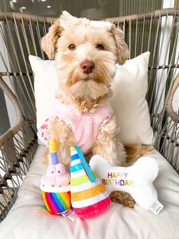 ألعاب الكلاب القطيفة اللطيفة والمرحة من تونبو (مجموعة الفائز) in Kuwait