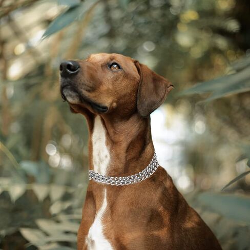 Chain Dog Collar Adjustable Choke Collar Dog Training Collar for Small Medium Large Dogs (Small) in Saudi Arabia