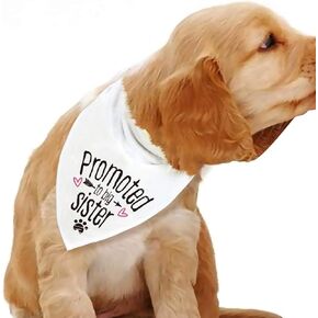 بلو ليفز باندانا بروموتيد تو بيج سيستر للكلاب in Kuwait