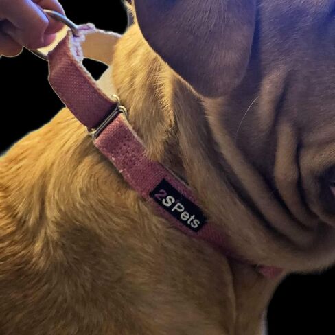 2S2 Pets أطواق الرصاص/القنب العضوي 100% من القطن العضوي والمارتينجال للكلاب (كبير، برتقالي) in Saudi Arabia
