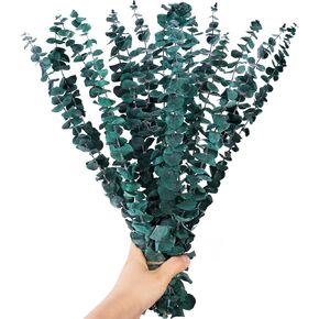 12 قطعة من سيقان الأوكالبتوس المجففة، 17 بوصة دش نبات الأوكالبتوس الطبيعي، دش معلق للديكور المنزلي in Kuwait