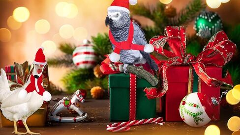 12 Pieces Chicken Christmas Hats Scarf Red Santa Hat Cloak and Scarf Pet Costumes with Adjustable Chin Strap for Hens Duck Rabbit Kitten Christmas Supplies in Saudi Arabia