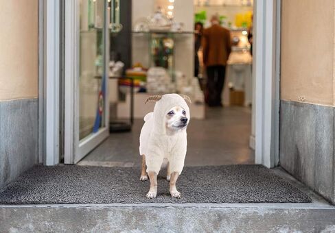 زي Queenmore للهالوين للكلاب الصغيرة، معطف بغطاء للرأس من الصوف الناعم للحيوانات الأليفة، زي ماعز الرنة لعيد الميلاد للكلاب الصغيرة، الشيواوا، اليوركشاير، كلب صغير طويل الشعر، كلاب بودل الشاي (بني، M) in Kuwait