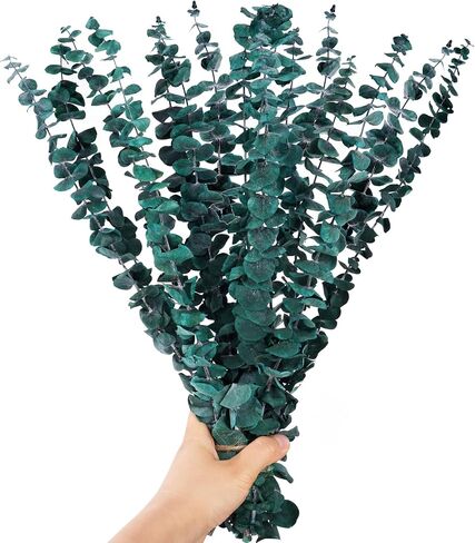 12 قطعة من سيقان الأوكالبتوس المجففة، 17 بوصة دش نبات الأوكالبتوس الطبيعي، دش معلق للديكور المنزلي in Kuwait