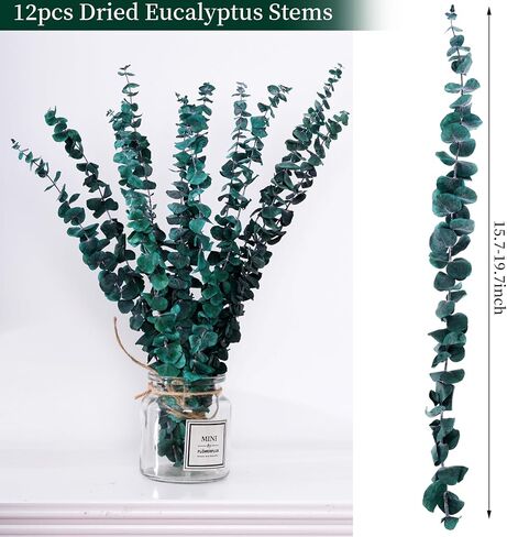 12 قطعة من سيقان الأوكالبتوس المجففة، 17 بوصة دش نبات الأوكالبتوس الطبيعي، دش معلق للديكور المنزلي in Kuwait