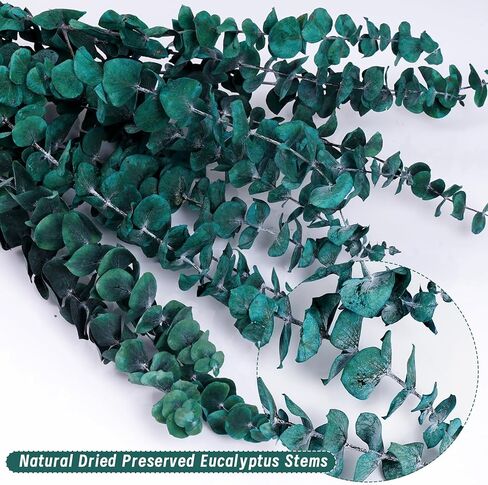 12 قطعة من سيقان الأوكالبتوس المجففة، 17 بوصة دش نبات الأوكالبتوس الطبيعي، دش معلق للديكور المنزلي in Kuwait