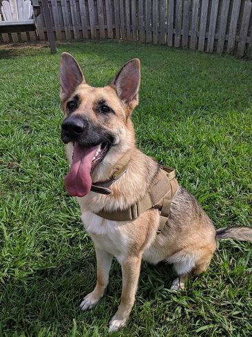 سرج JiePai التكتيكي للكلاب الكبيرة بدون سحب، سرج الكلاب العسكري (أسود، L) in Kuwait